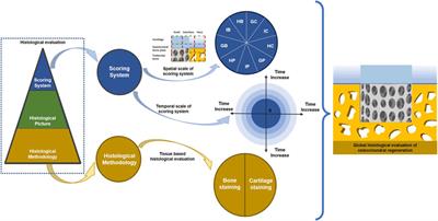 Osteochondral tissue engineering in translational practice: histological assessments and scoring systems